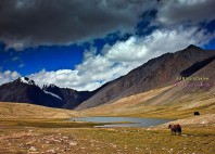 Pamir 