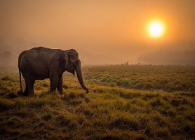 Parc national Chitwan : l’éblouissant refuge animalier
