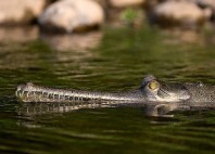 Parc national Chitwan 