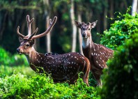 Parc national Chitwan 