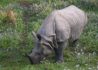 Parc national Chitwan 