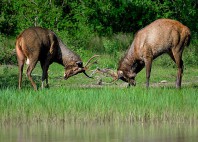 Parc national Horton Plains 
