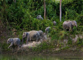 Parc national Kaziranga : le paradis terrestre des animaux