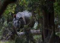 Parc national Kaziranga 