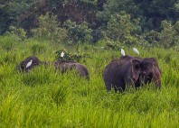 Parc national Kaziranga 