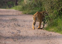 Parc national Kaziranga 