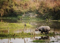 Parc national Kaziranga 