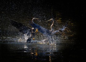Parc national Keoladeo : les rois des airs l’ont adopté
