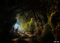 Parc national Keoladeo 