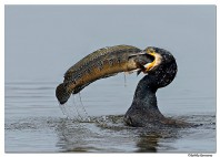 Parc national Keoladeo 
