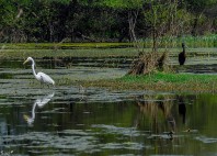 Parc national Keoladeo 