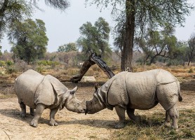 Parc national Lal Suhanra : une enceinte de rêve