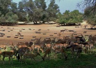 Parc national Lal Suhanra 