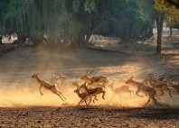 Parc national Lal Suhanra 