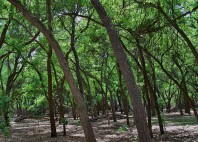 Parc national Lal Suhanra 