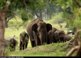 Parc national Minneriya : découvrez le plus grand ballet d’éléphants