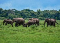 Parc national Minneriya 
