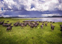 Parc national Minneriya 