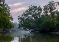 Parc national Sundarbans 