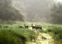 Parc national Sundarbans 