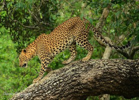 Parc national Yala : la magnifique réserve de l’écosystème
