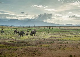 Parc national d'Uda Walawe : la sublime réserve des éléphants