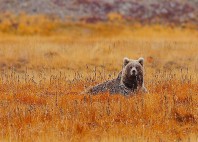 Parc national de Deosai 