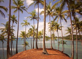 Plage de Mirissa : une plage somptueuse au sable doré
