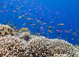 Récif de Tubbataha : le flamboyant chapiteau sous-marin