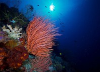 Récif de Tubbataha 