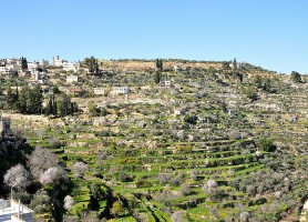 Battir : découvrez ce hameau espoir de tout un peuple