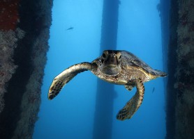 Papahanaumokuakea : un vrai conte de fées au 21e siècle