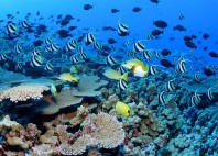 Papahanaumokuakea 
