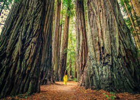 Parc national de Redwood : un majestueux banquet végétal