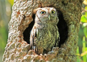 Parc national des Everglades : un impressionnant parc
