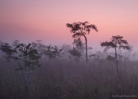 Parc national des Everglades 