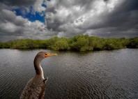 Parc national des Everglades 