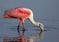 Parc national des Everglades 