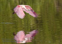 Parc national des Everglades 
