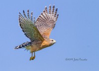 Parc national des Everglades 