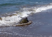 Plage d'Iztuzu 
