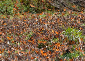 Réserve du papillon monarque : sanctuaire des papillons migratoires