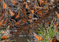 Réserve du papillon monarque 