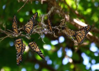 Réserve du papillon monarque 