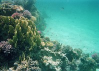 Sharm El Lulli 