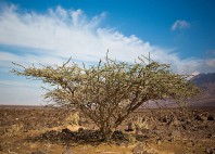 Wadi Araba 