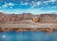 Wadi Araba 
