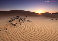Wahiba Sands 