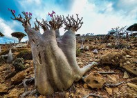 Île de Socotra 