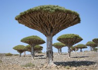 Île de Socotra 